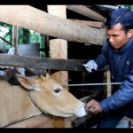 Pemkab Buton Tengah target vaksin PMK 6.000 ekor sapi selama 2023-1678087229