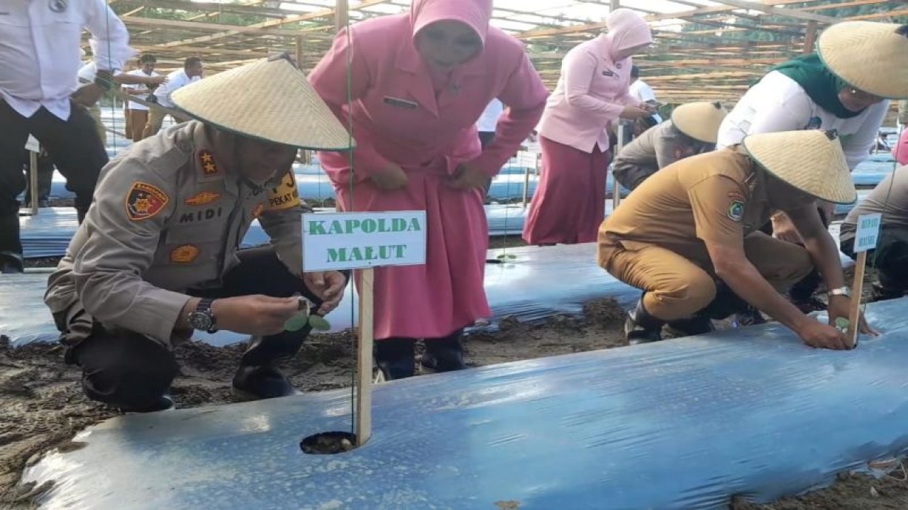 Kepolisian Daerah (Polda) Malut bersama Pemkab Halmahera Selatan menanam sebanyak 600 bibit buah labu madu di lahan perkebunan milik Pemkab setempat. ANTARA/Abdul Fatah.