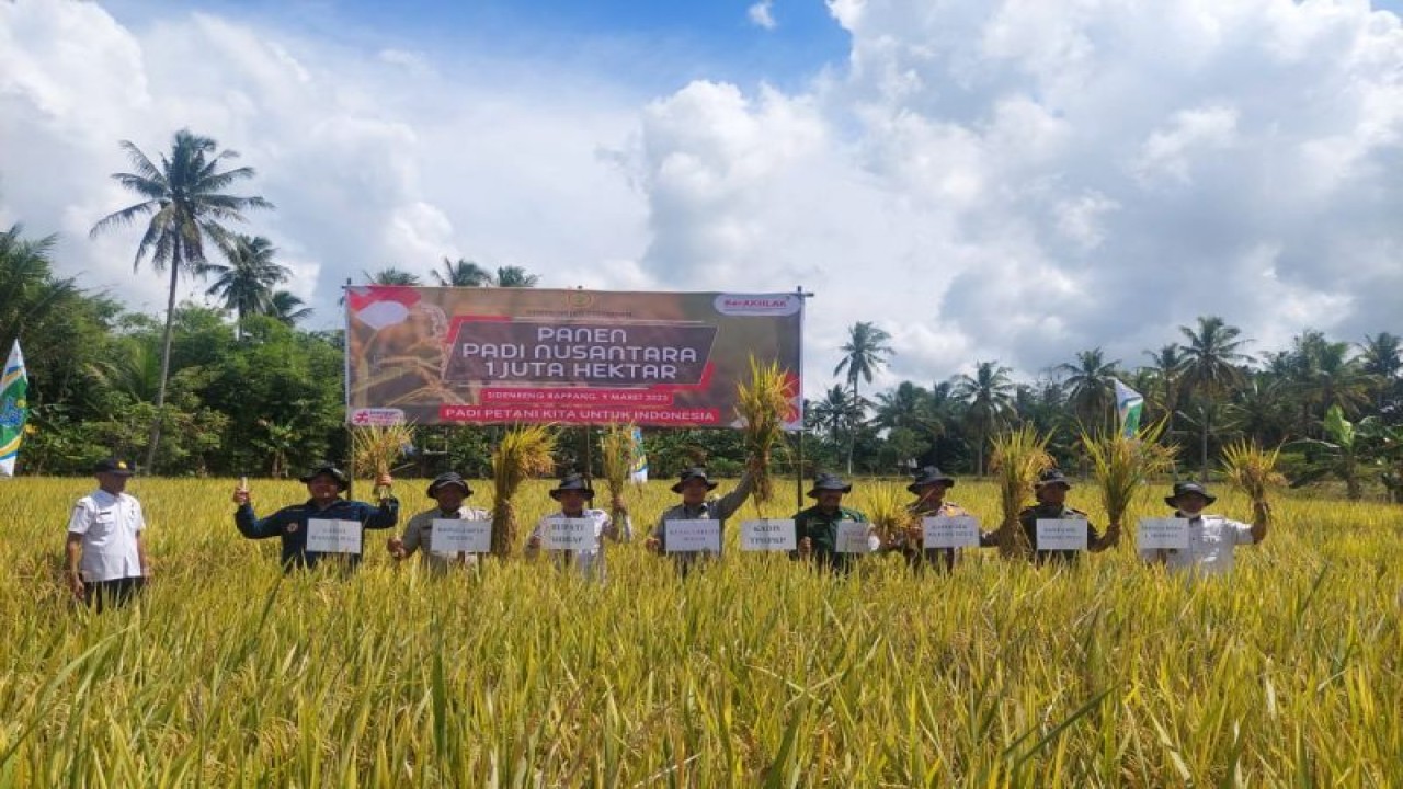 Pihak Pemkab Sidrap dan sejumlah pihak melakukan panen padi nusantara 1 juta hektar di persawahan Kelompok Tani Sipatuo Deceng, Desa Carawali, Kecamatan Watang Pulu, Kamis (9/03/2023). ANTARA/HO-Humas Pemkab Sidrap
