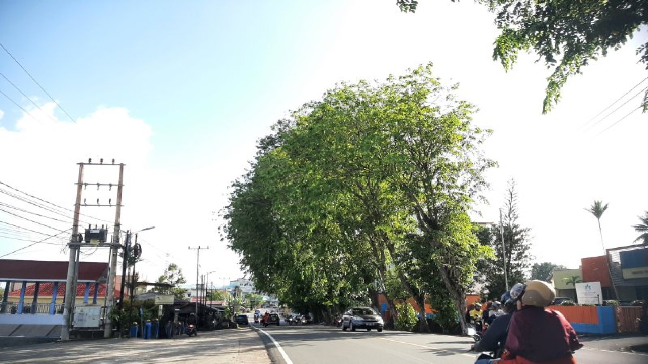 Pemandangan pohon besar di pinggir jalan kilometer 5, Kota Tanjungpinang, Kepulauan Riau (Kepri). (FOTO ANTARA/Ogen)