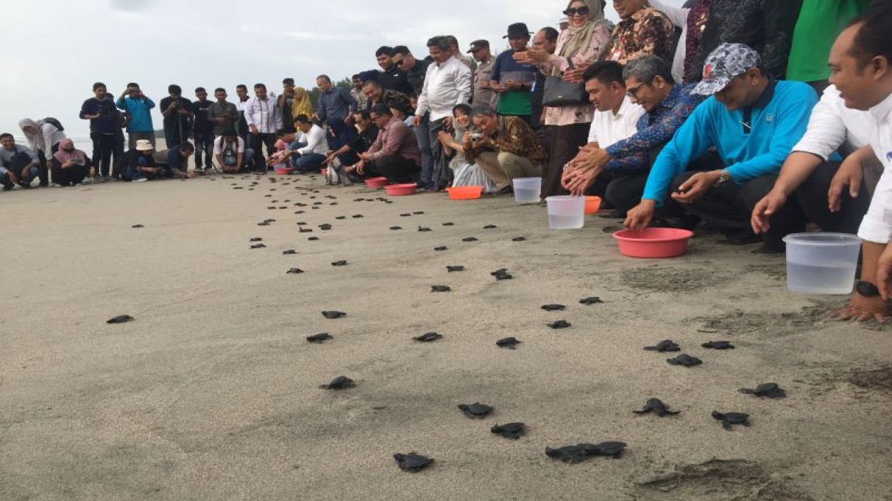 Pj Bupati Aceh Jaya bersama Kadisbudpar Aceh melepasliarkan tukik penyu di kawasan konservasi penyu Aroen Meubanja Panga, Aceh Jaya, Jumat (10/3/2023). ANTARA/M Ifdhal