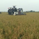 Petani-1680074397