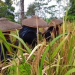 Petani Badui panen raya padi huma-1677741853