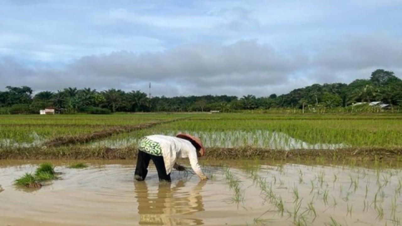 Petani bercocok tanam bibit padi di Desa Bumi Asih, Kotabaru, Kalimantan Selatan, Kamis (23/3/2023). (ANTARA/Sujud)