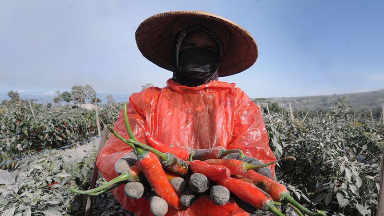 Petani menunjukkan hasil panen cabai teropong di lereng Gunung Merapi, Tlogolele, Selo, Boyolali, Jawa Tengah, Senin (13/3/2023). ANTARA FOTO/Aloysius Jarot Nugroho/rwa.