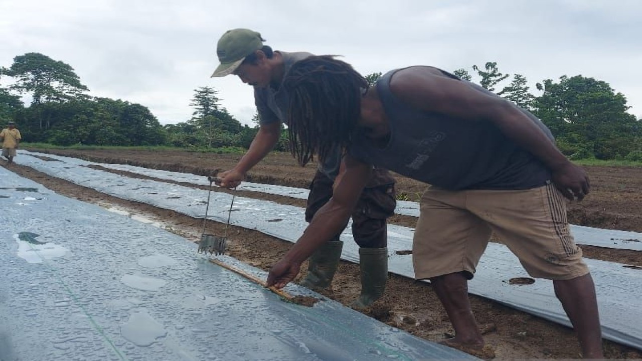 Petani cabai saat mengukur jarak tanaman di Kabupaten Keerom, Papua (ANTARA/Qadri Pratiwi)