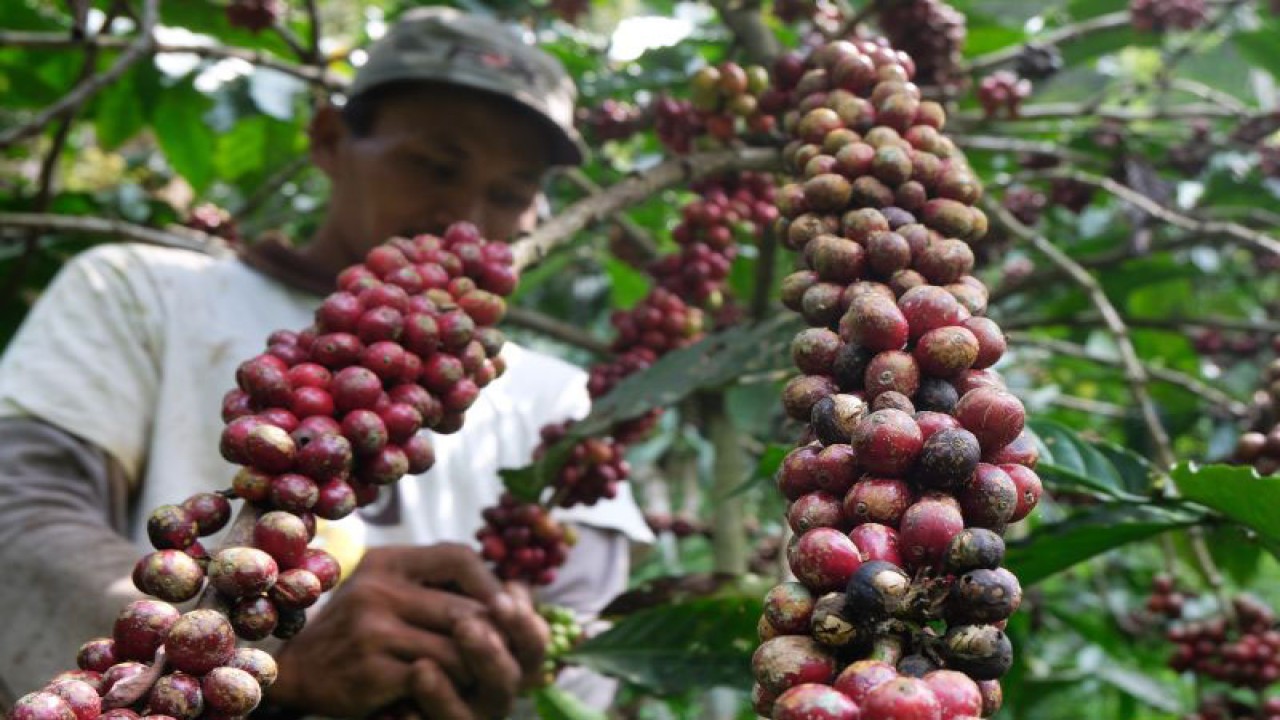 Dokumentasi. Warga memanen kopi Robusta di perkebunan Dusun Jambenom, Larangan Luwok, Bejen, Temanggung, Jawa Tengah, Rabu (31/8/2022). . ANTARA FOTO/Anis Efizudin/wsj. (ANTARA FOTO/ANIS EFIZUDIN)