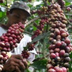Petani Kopi-1680228680