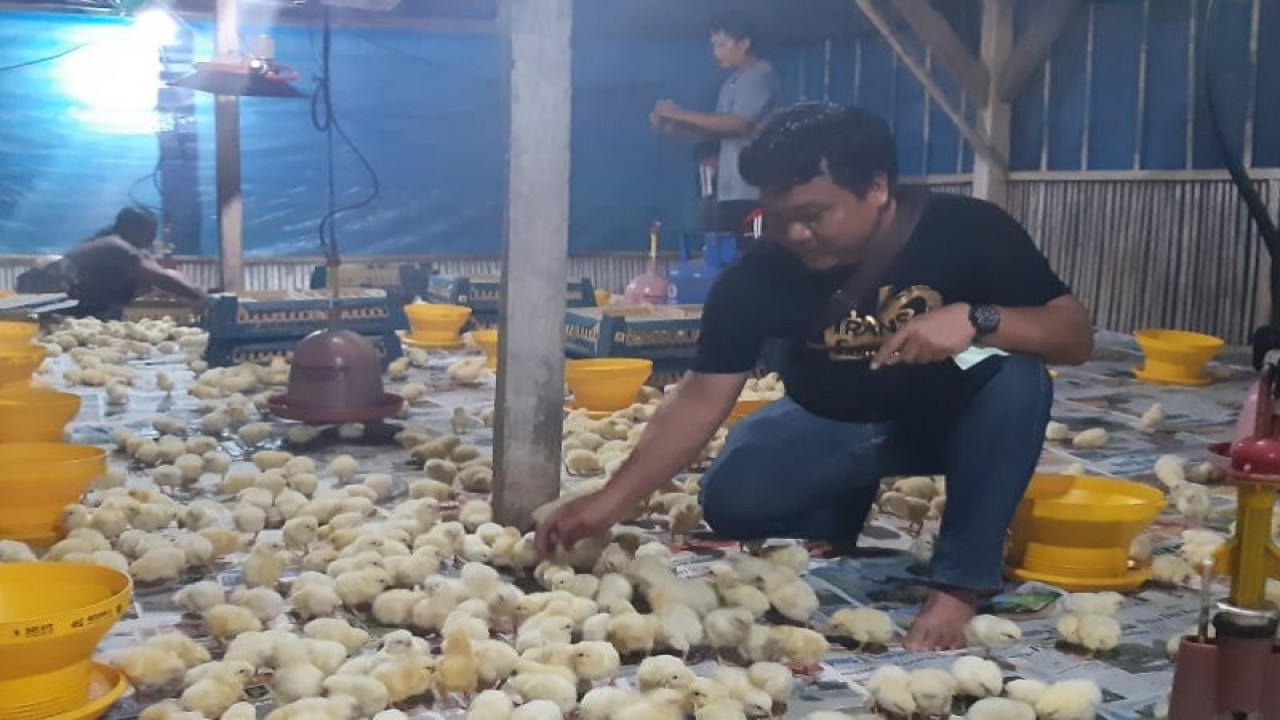 Peternak ayam di Lampung. ANTARA/Dian Hadiyatna