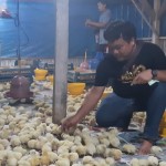 Peternak ayam di Lampung. ANTARA/Dian Hadiyatna-1678089094