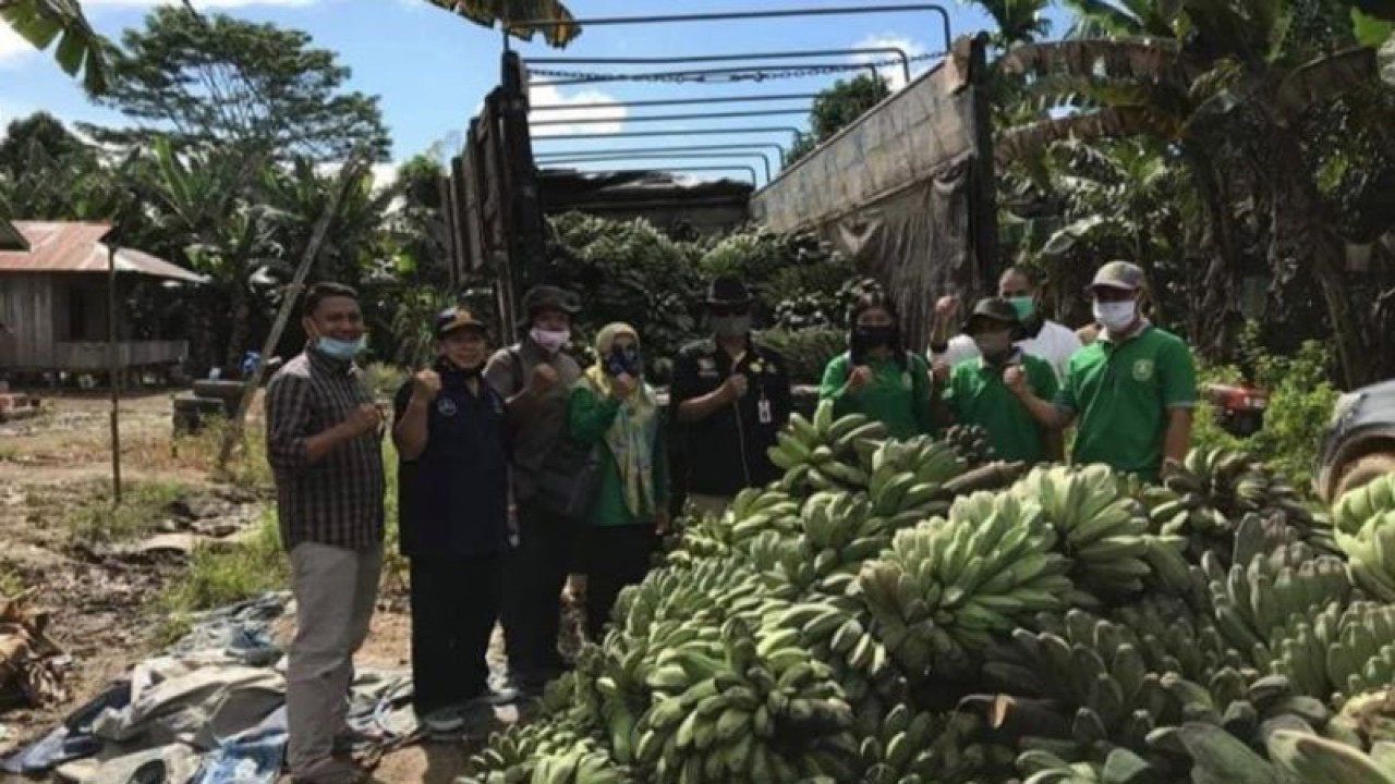 Petugas dari Dinas Pangan Tanaman Pangan dan Hortikultura (DPTPH) Provinsi Kalimantan Timur saat mengecek produksi pisang kepok grecek petani Kutai Timur yang siap di pasarkan. (Diskominfo Kaltim)