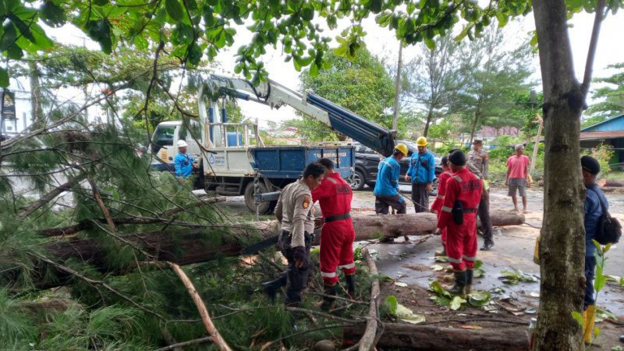 Foto arsip. Pohon tumbang dikawasan Pantai Panjang Kota Bengkulu.