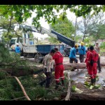 pohon tumbang-1678182839