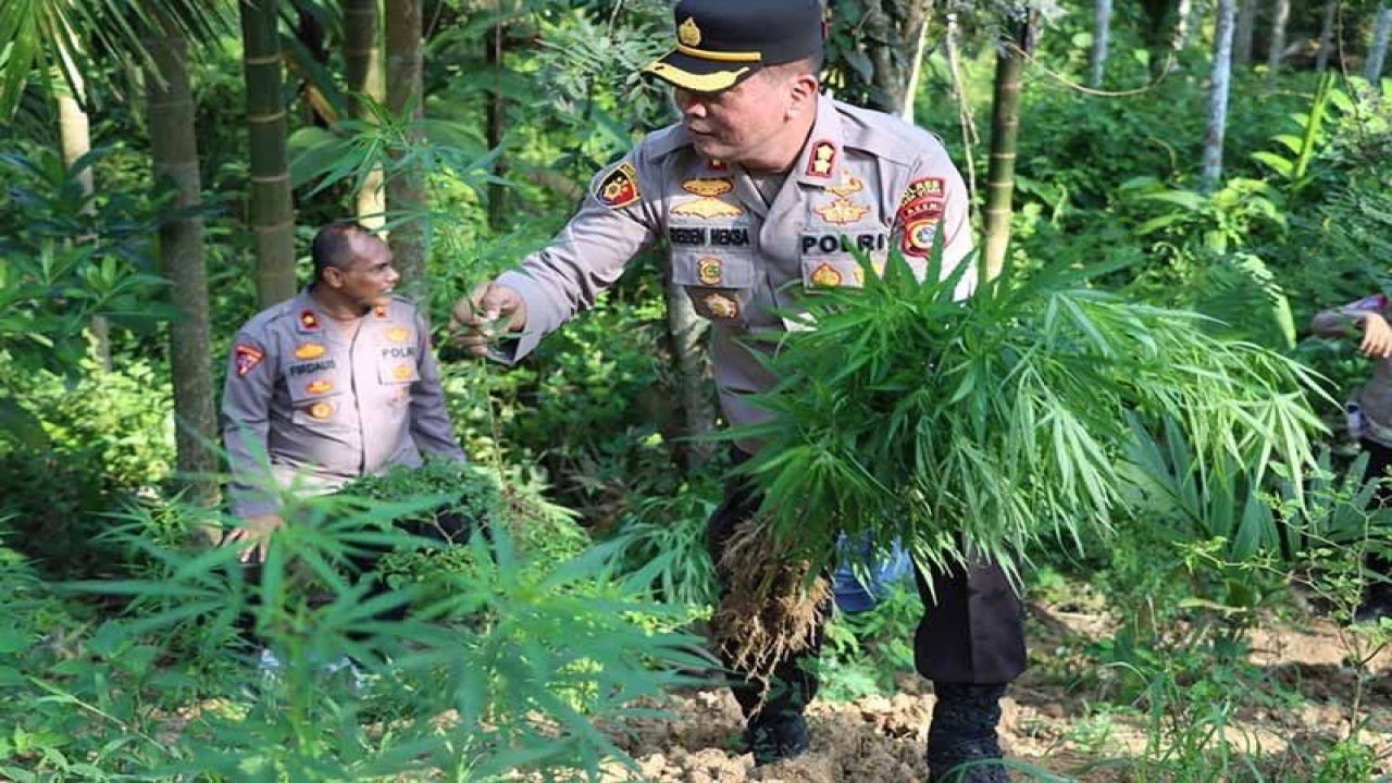 Polisi mencabut tanaman ganja di perbukitan Kecamatan Sawang, Kabupaten Aceh Utara. ANTARA/HO/Bidhumas Polda Aceh