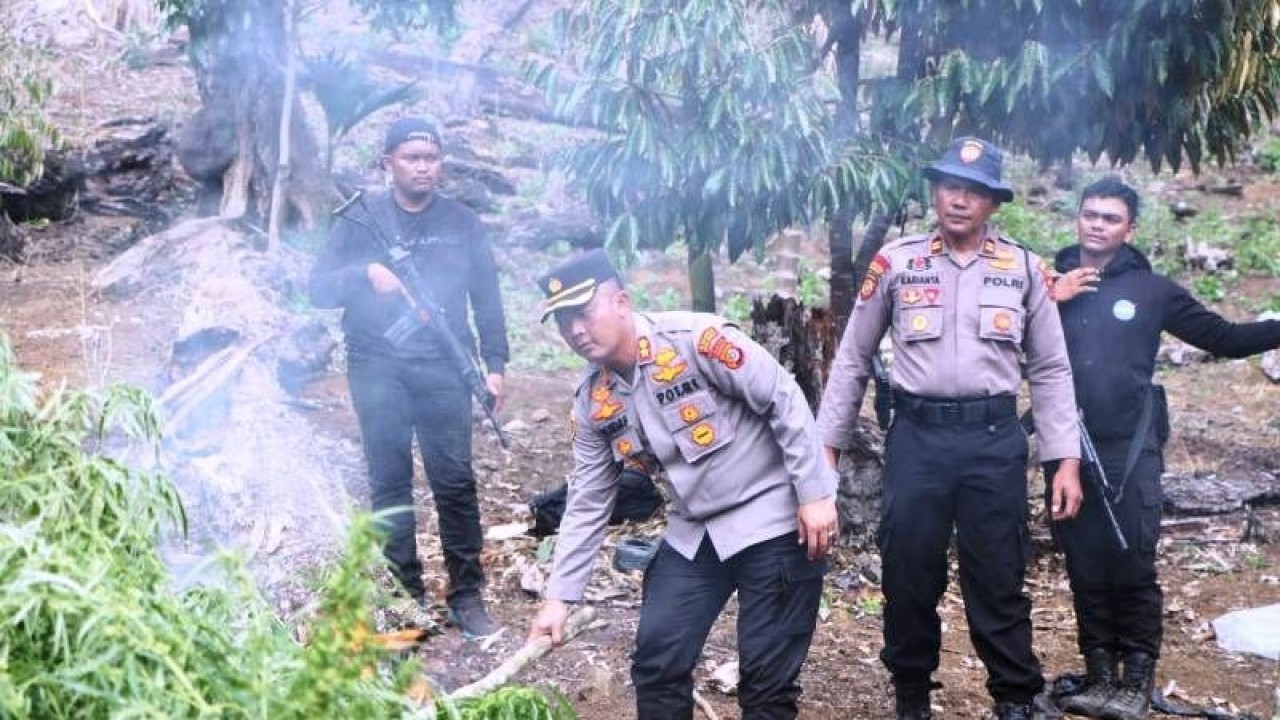 Kapolres Aceh Barat AKBP Pandji Santoso memimpin pemusnahan 32 hektare lahan ganja dikawasan pegunungan Singgah Mata, Kecamatan Beutong Ateuh Banggalang, Kabupaten Nagan Raya, Provinsi Aceh, Selasa (7/3/2023). (ANTARA/HO-Dok Humas Polres Aceh Barat)