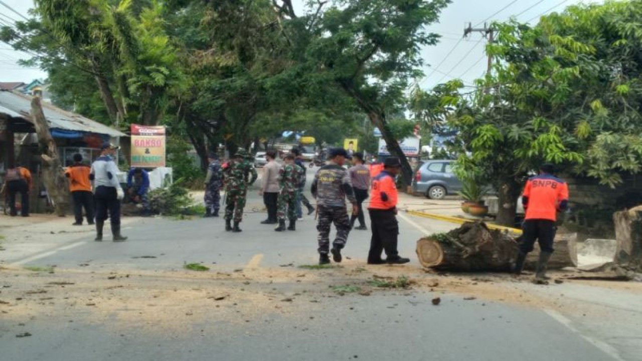Sejumlah Prajurit Lanal Kendari bantu pemkot bersihkan sejumlah pohon tumbang, Rabu (8/3/2023) (ANTARA/Harianto)