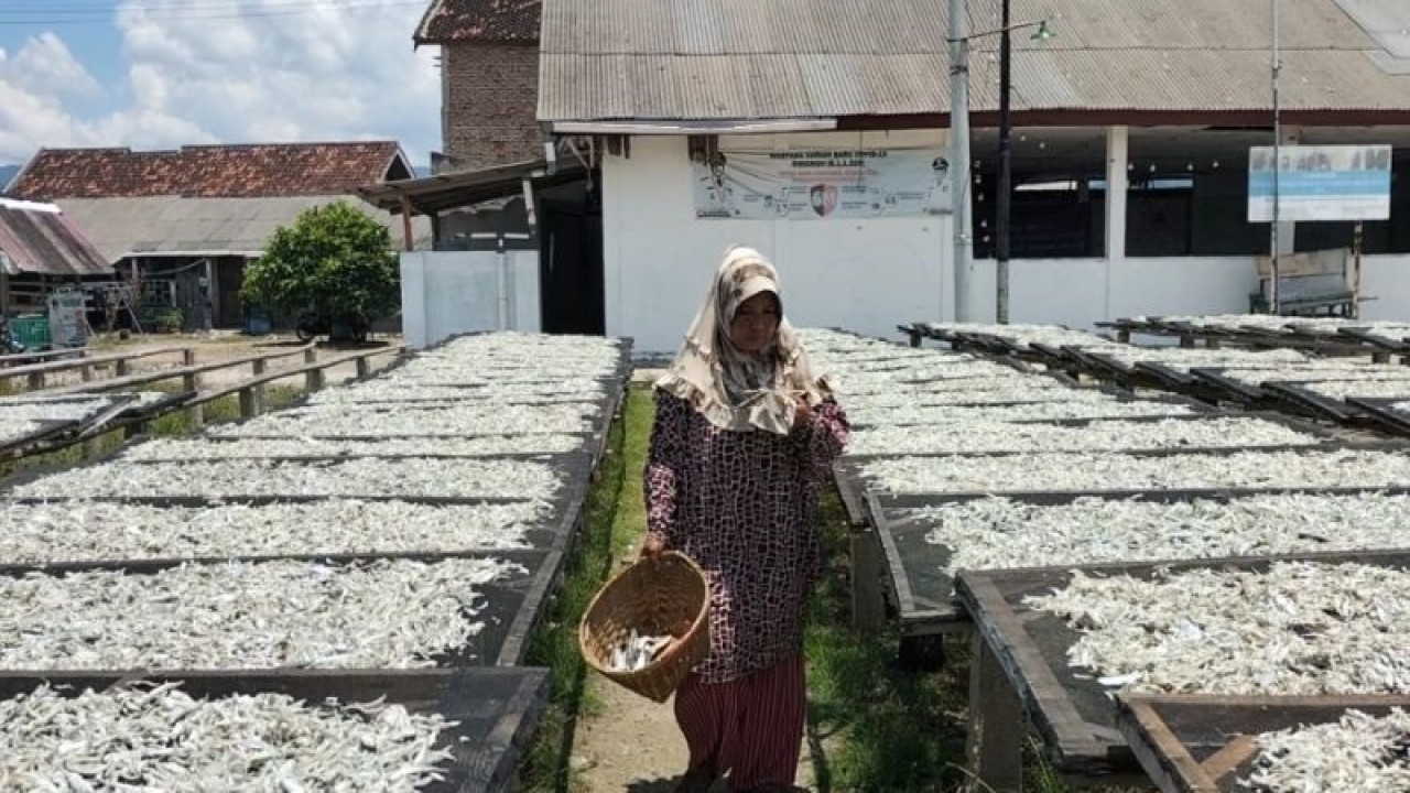 Pekerja saat sedang menjemur ikan teri asin di Pulau Pasaran, Bandarlampung (ANTARA/Riadi Gunawan)