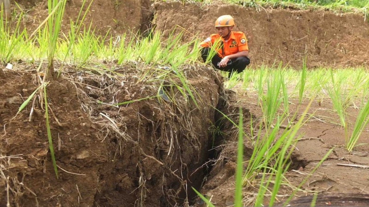Petugas BPBD Jember memantau retakan tanah yang berada di Desa Sucopangepok, Kecamatan Jelbuk, Kabupaten Jember (ANTARA/VJ Hamka Agung Balya)