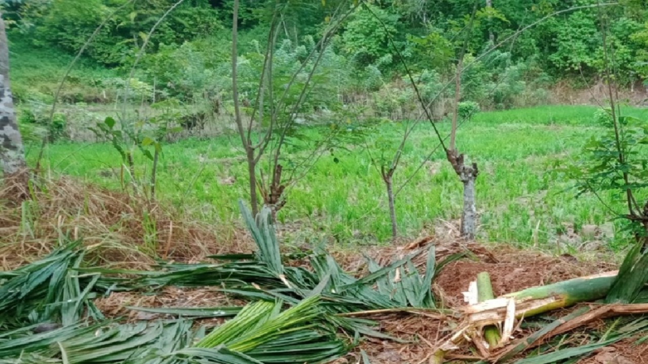 Tanaman pinang warga Desa Gunong Buloh Kecamatan Panga Kabupaten Aceh Jaya hancur akibat diinjak gajah liar, di Aceh Jaya, Senin (06/3/2023) (ANTARA/HO)