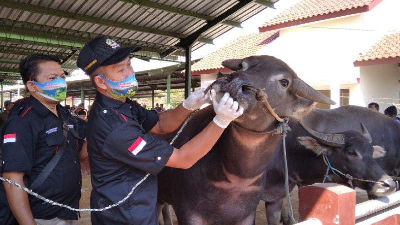 Petugas dari Dinas Pertanian dan Pangan Kabupaten Kudus, Jawa Tengah, mengecek kesehatan ternak di Pasar Hewan Gulang (Kecamatan Mejobo) sebelum ditutup demi mencegah penyebaran penyakit mulut dan kuku (PMK). (ANTARA/Akhmad Nazaruddin Lathif)