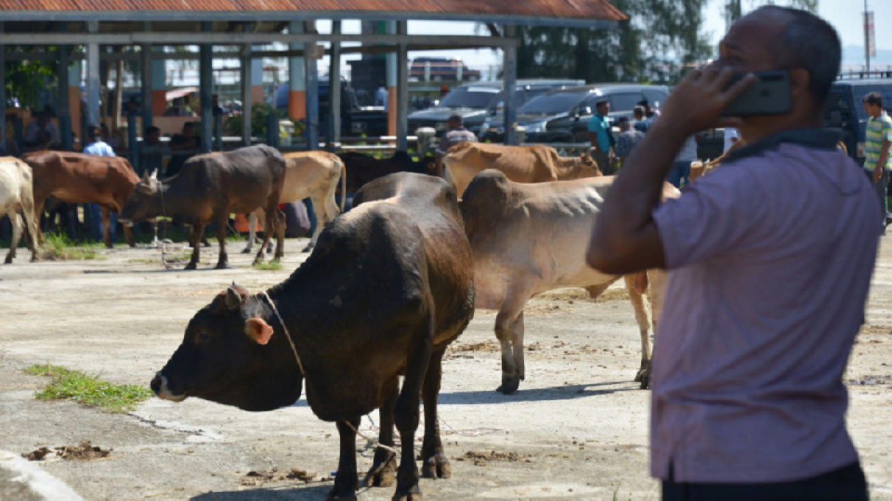 Ilustrasi - pedagang melakukan transaksi jual beli sapi di pasar hewan tradisional, Desa Cot Irie, Kecamatan Krueng Baruna Jaya, Kabupaten Aceh Besar, Aceh, Sabtu (10/4/2021) (ANTARA FOTO/Ampelsa)