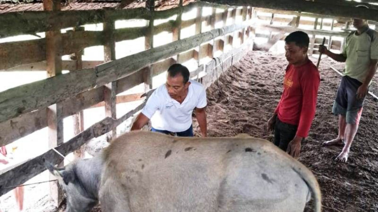 FOTO ARSIP - Pemeriksaan kesehatan dan vaksinasi ternak milik masyarakat di Kecamatan Darul Makmur, Kabupaten Nagan Raya, Provinsi Aceh. (FOTO ANTARA/dok.)