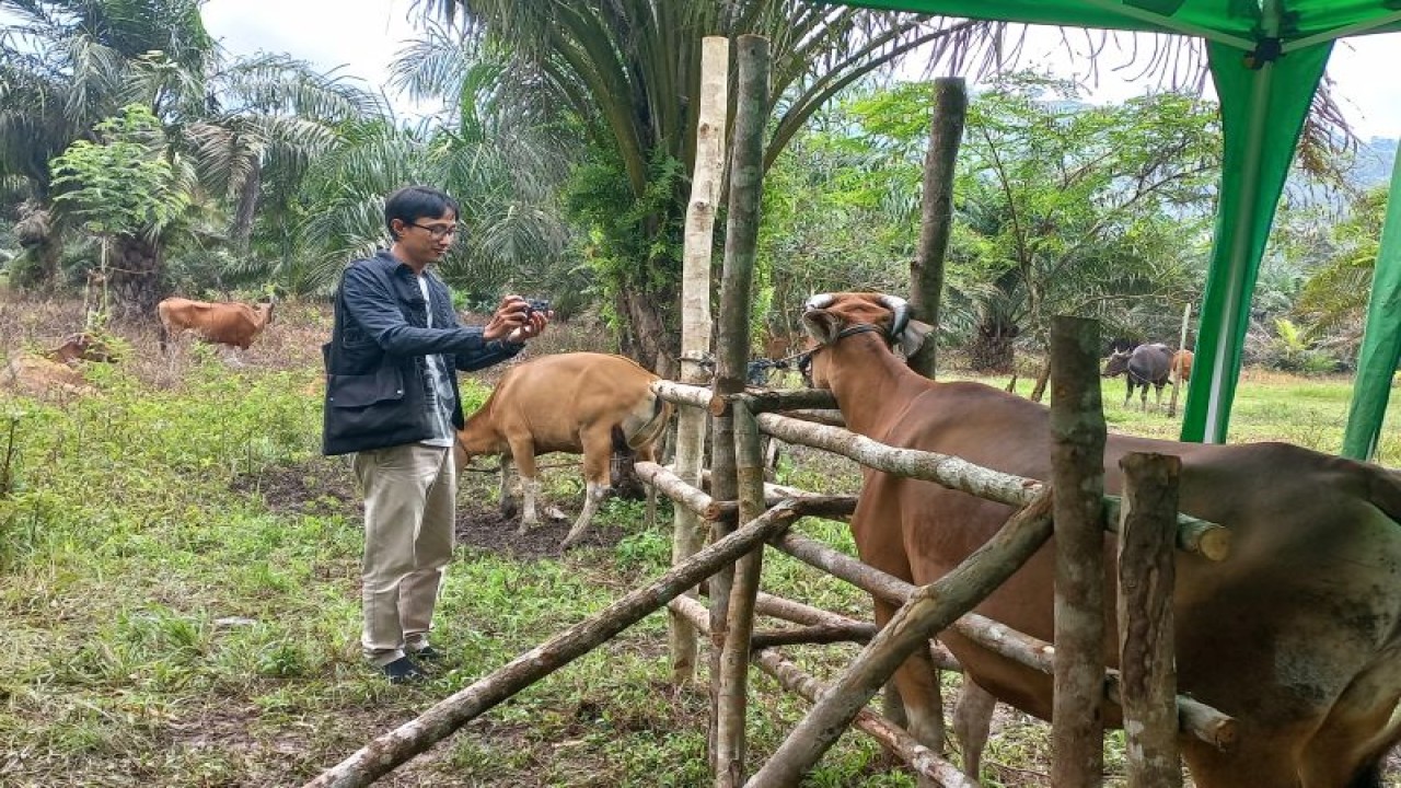 Pemkab Bangka Tengah ganti sapi warga yang mati terserang PMK, Selasa (14/3) (ANTARA/Ahmadi)