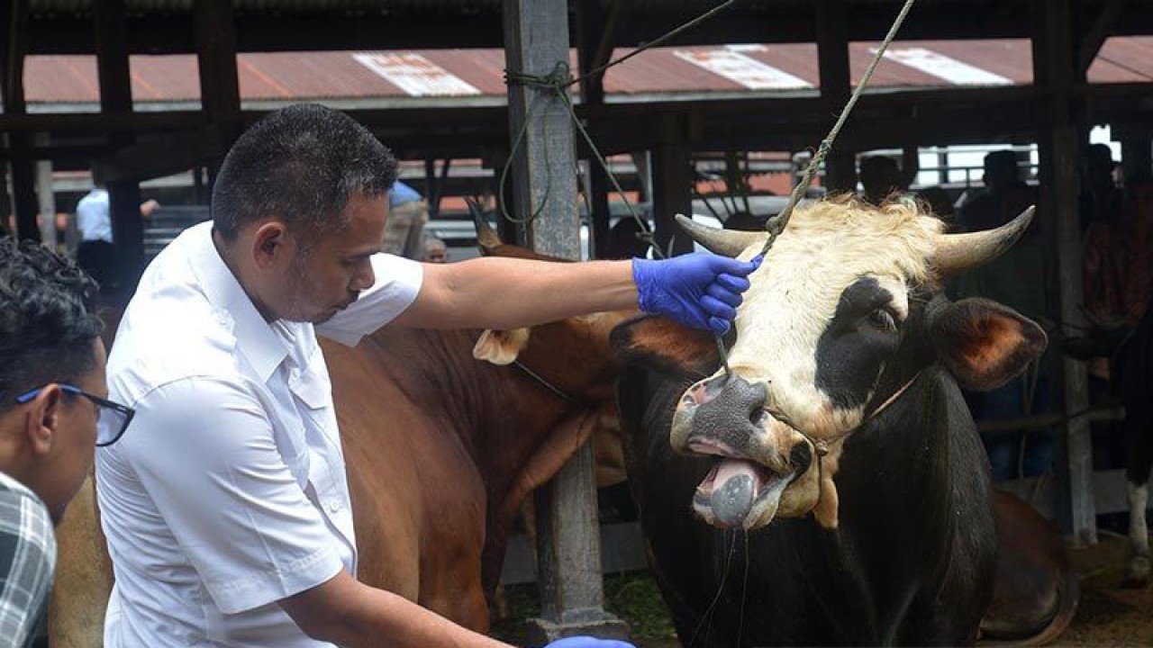 Dokumentasi - Dokter hewan memeriksa mulut ternak sapi di pasar hewan Desa Sibreh, Kecamatan Sibreh, Kabupaten Aceh Besar, Aceh. ANTARA FOTO/Ampelsa