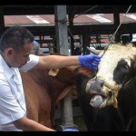 Sapi-1678882303