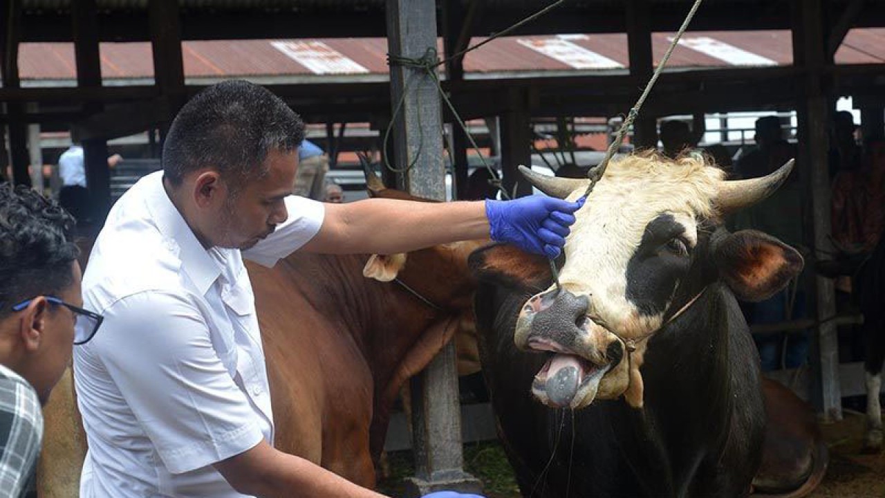 Dokumentasi - Dokter hewan memeriksa mulut ternak sapi di pasar hewan Desa Sibreh, Kecamatan Sibreh, Kabupaten Aceh Besar, Aceh. ANTARA FOTO/Ampelsa
