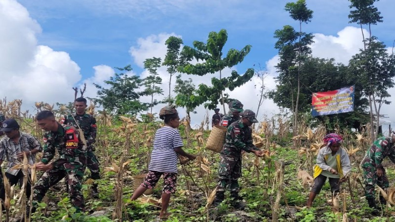 Anggota TNI Satgas Pamtas RI RDTL bersama warga melakukan panen jagung bersama di kebun yang dikelolah secara bersama-sama-ANTARA/Ho-Humas Satgas Pamtas RI RDTL
