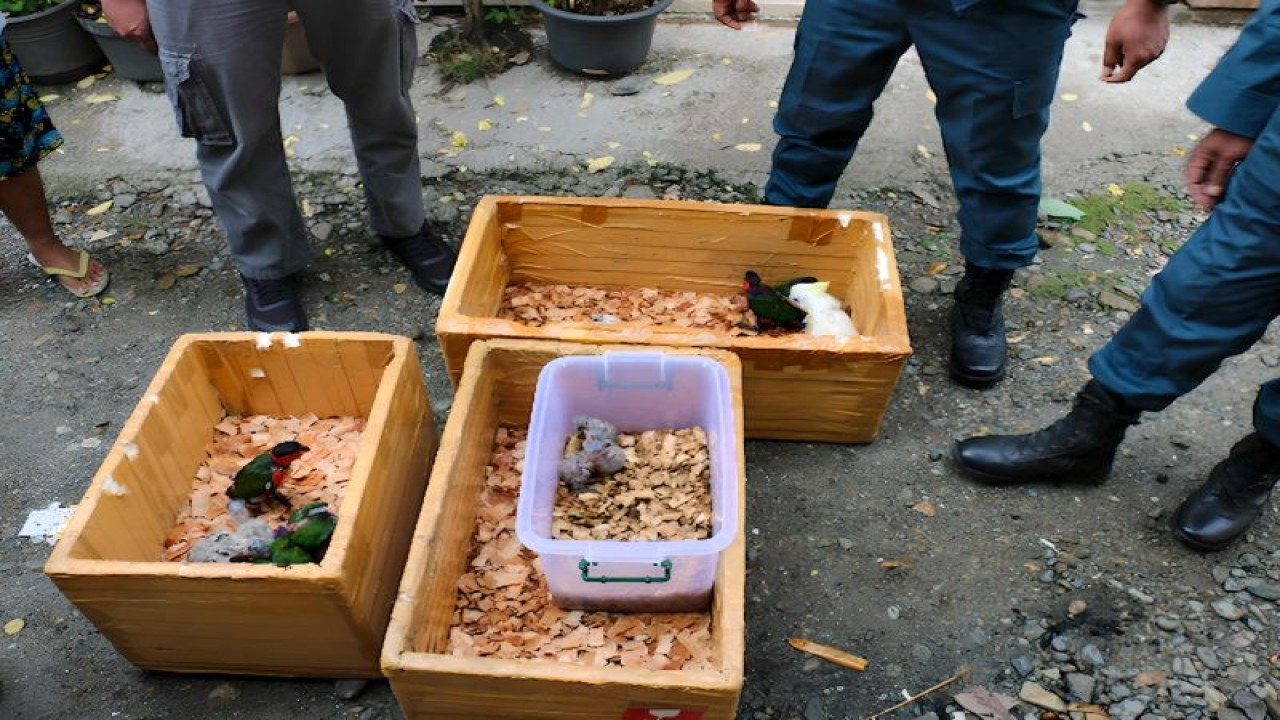 Aparat penegak hukum mengamankan barang bukti pedagang satwa dilindungi berupa anakan burung kasturi kepala hitam dan anakan burung kakaktua koki di Mimika, Papua Tengah, Rabu (22/3/2023). (ANTARA/HO-Kementerian LHK)