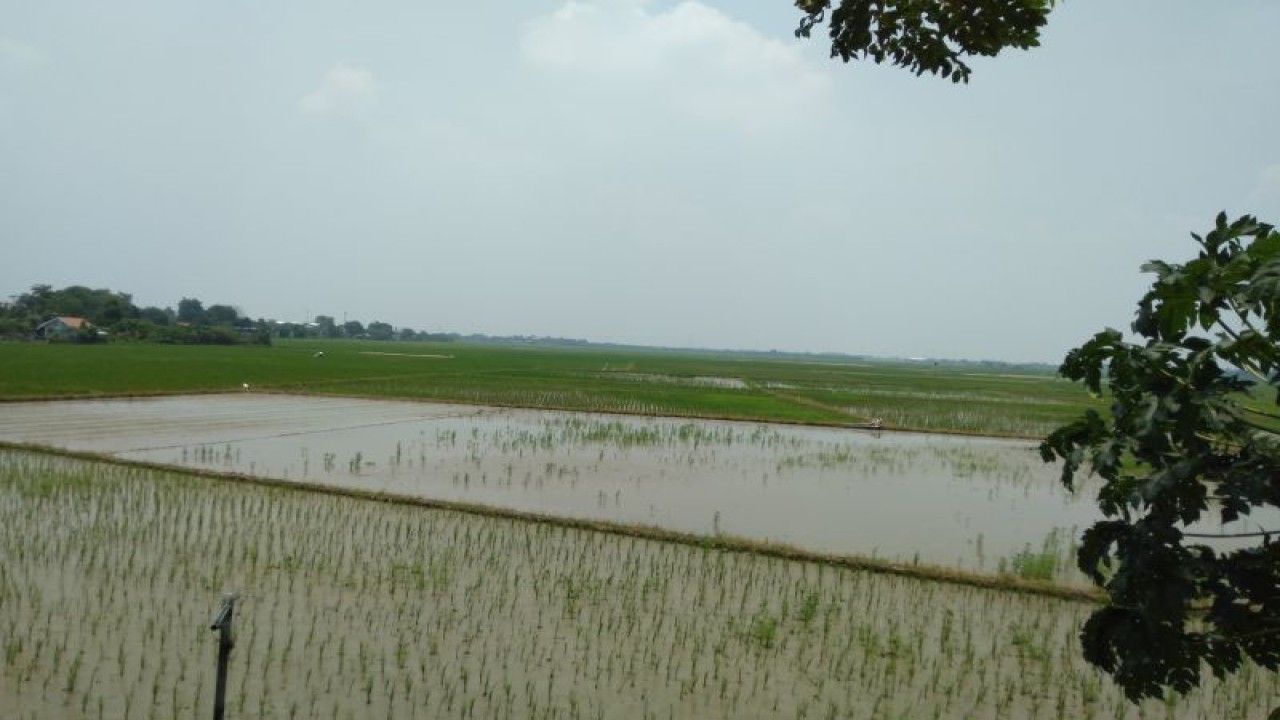 Areal sawah di Karawang. (ANTARA/Ali Khumaini)