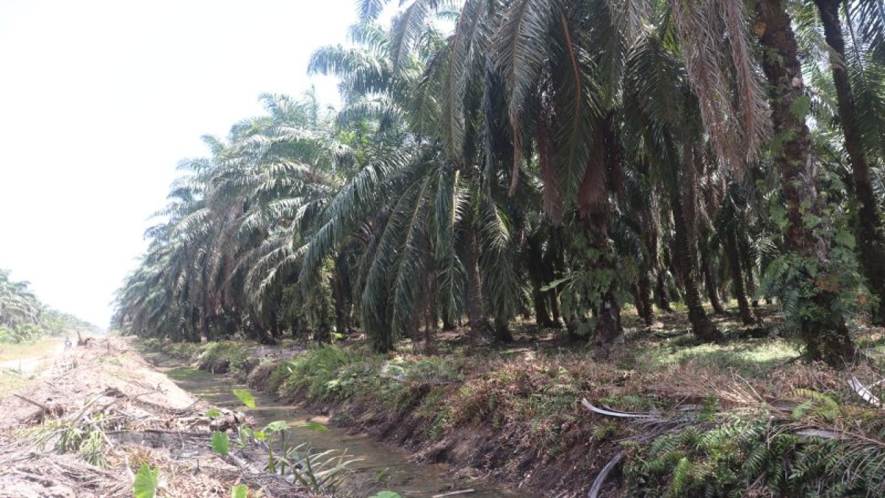 Tanaman kelapa sawit masyarakat di Kabupaten Pasaman Barat perlu diremajakan atau replanting. Tahun ini Pemkab Pasaman Barat menargetkan 1.000 hektare lahan diremajakan.