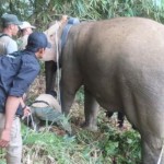 Sejumlah petugas yang sedang melakukan pemasangan GPS Collar pada gajah liar (ANTARA/HO)-1680178631
