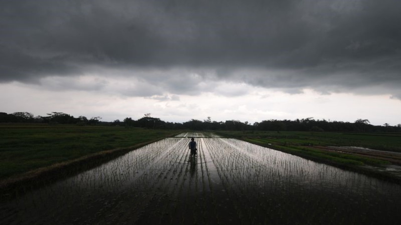 Seorang petani menggarap lahan pertanian padi saat cuaca mendung pekat di Sawit, Boyolali, Jawa Tengah, Rabu (1/3/2023). Badan Meteorologi, Klimatologi dan Geofisika (BMKG) memprakirakan sejumlah wilayah Indonesia mengalami hujan ringan hingga lebat pada Rabu (1/3/2023). ANTARA FOTO/Aloysius Jarot Nugroho./foc.