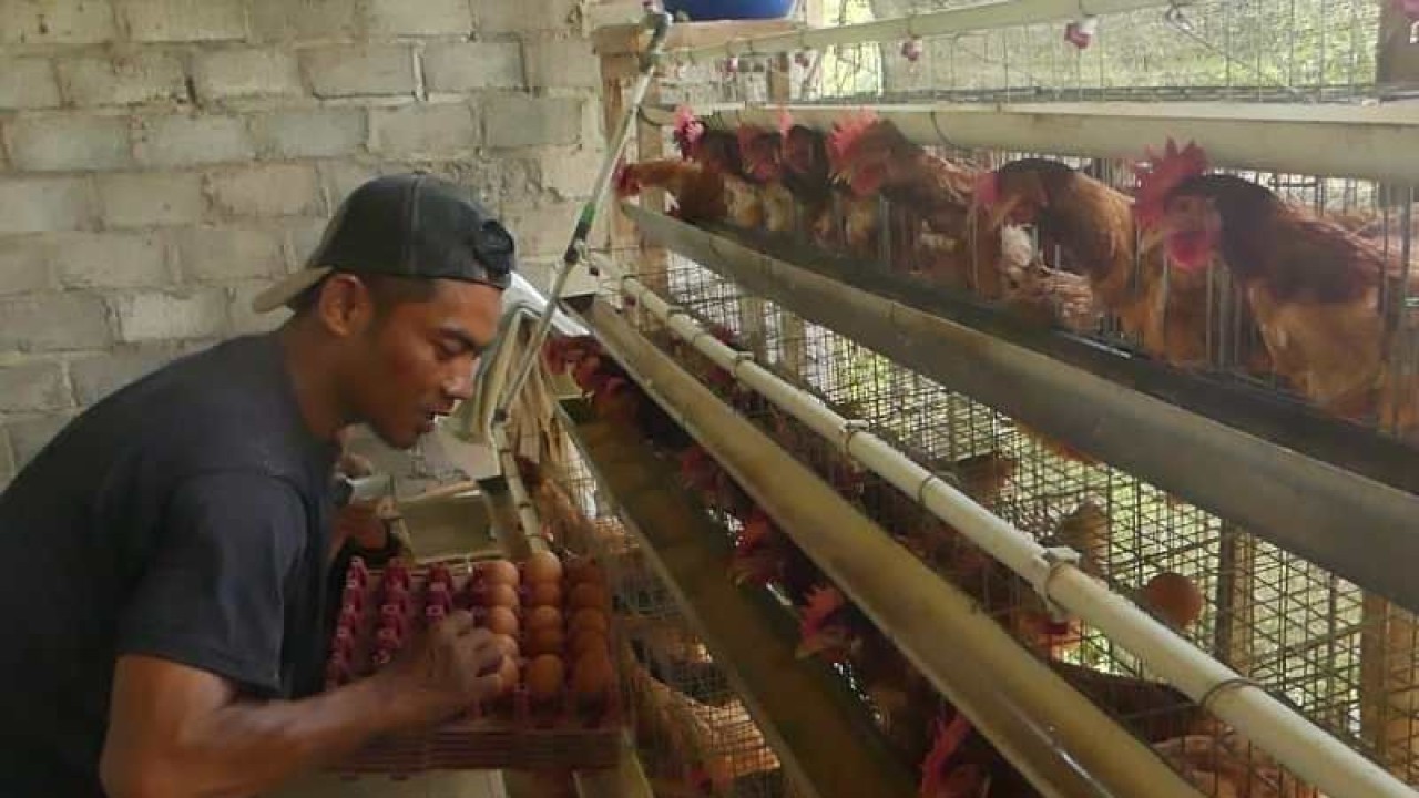 Seorang peternak mengumpulkan telur di kandang ayam. ANTARA/Heru Suyitno