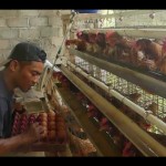 Seorang peternak mengumpulkan telur di kandang ayam. ANTARA/Heru Suyitno-1679642175