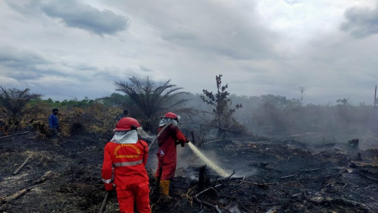 Tim Manggala Agni Daops Siak melakukan pembersihan api-api kecil karhutla pada lahan gambut di Kampung Lalang, Sungai Apit, Kabupaten Siak. (ANTARA/HO-Manggala Agni Daops Siak)