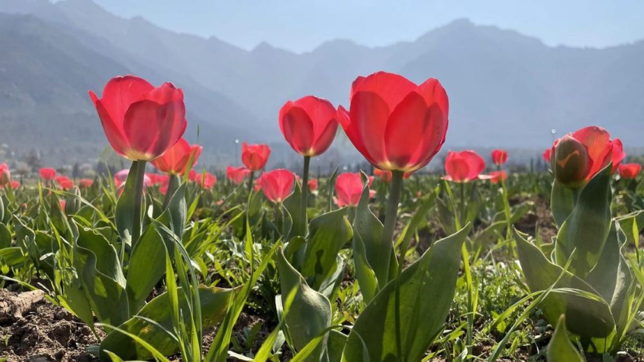Bunga Tulip bermekaran di dalam Taman Tulip terbesar di Asia di kaki bukit Pegunungan Zabarwan yang menghadap ke Danau Dal, di Srinagar pada Sabtu, 11 Maret 2023. Taman tersebut dijadwalkan dibuka untuk umum pada 19 Maret. (PTI)