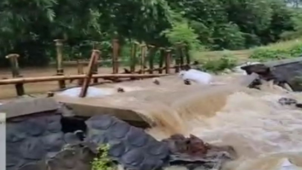 Foto Hasil screenshot tanggul jebol di aliran Sungai Dawe di Desa Golantepus, Kecamatan Mejobo, Kabupaten Kudus, Jawa Tengah, Kamis (2/3/2023). (ANTARA/screenshot.)