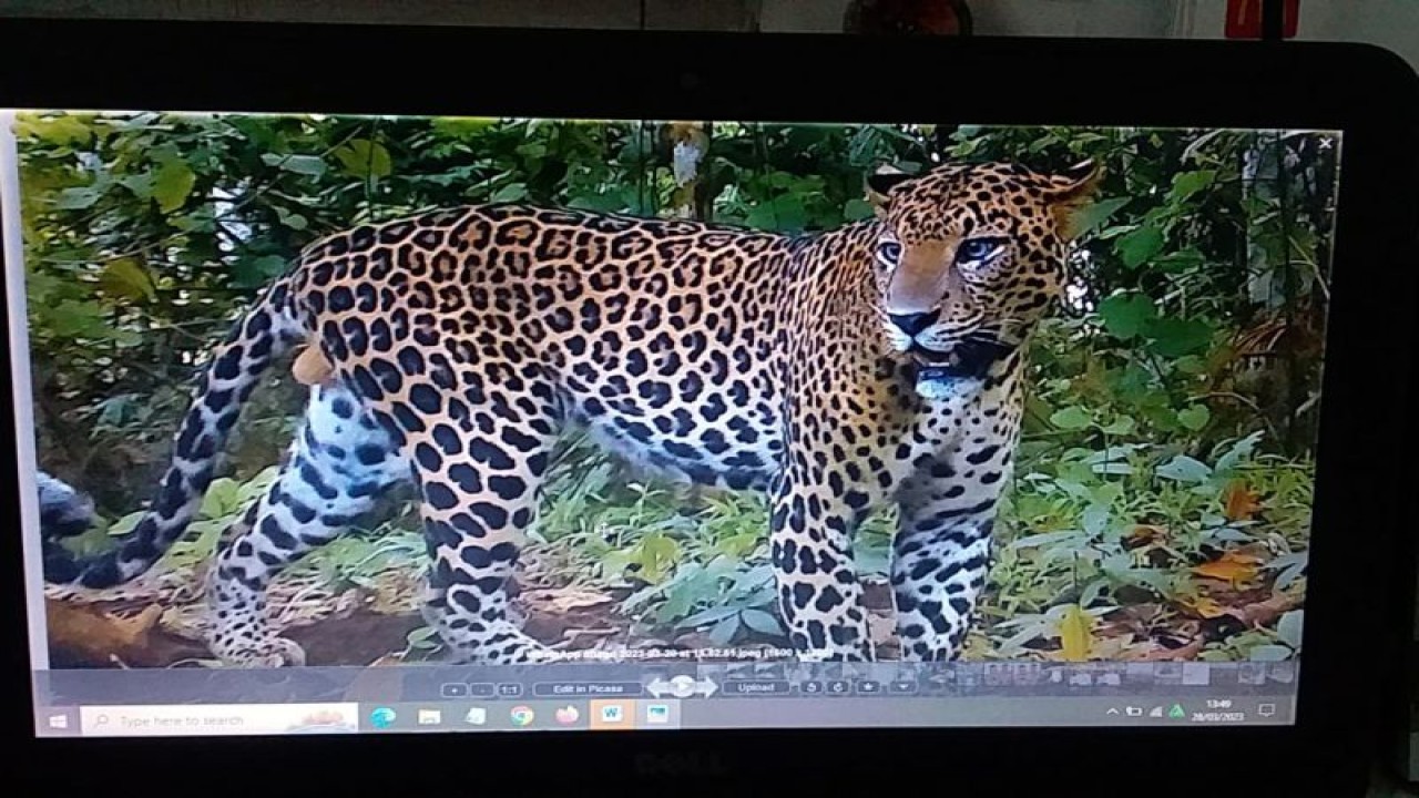 Tangkapan layar dari hasil kamera "trap" yang merekam aktivitas macan tutul jawa di TN Meru Betiri. ANTARA/HO-TN Meru Betiri