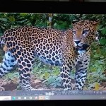 Tangkapan layar dari hasil kamera "trap" yang merekam aktivitas macan tutul jawa di TN Meru Betiri. ANTARA/HO-TN Meru Betiri-1680004110