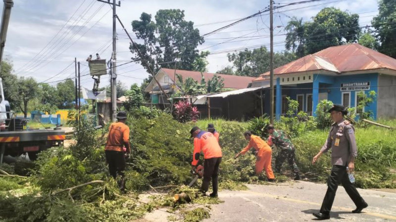 Tim Satgas Penataan Kota saat memangkas pohon. (Antara/La Ode Muh Deden Saputra)