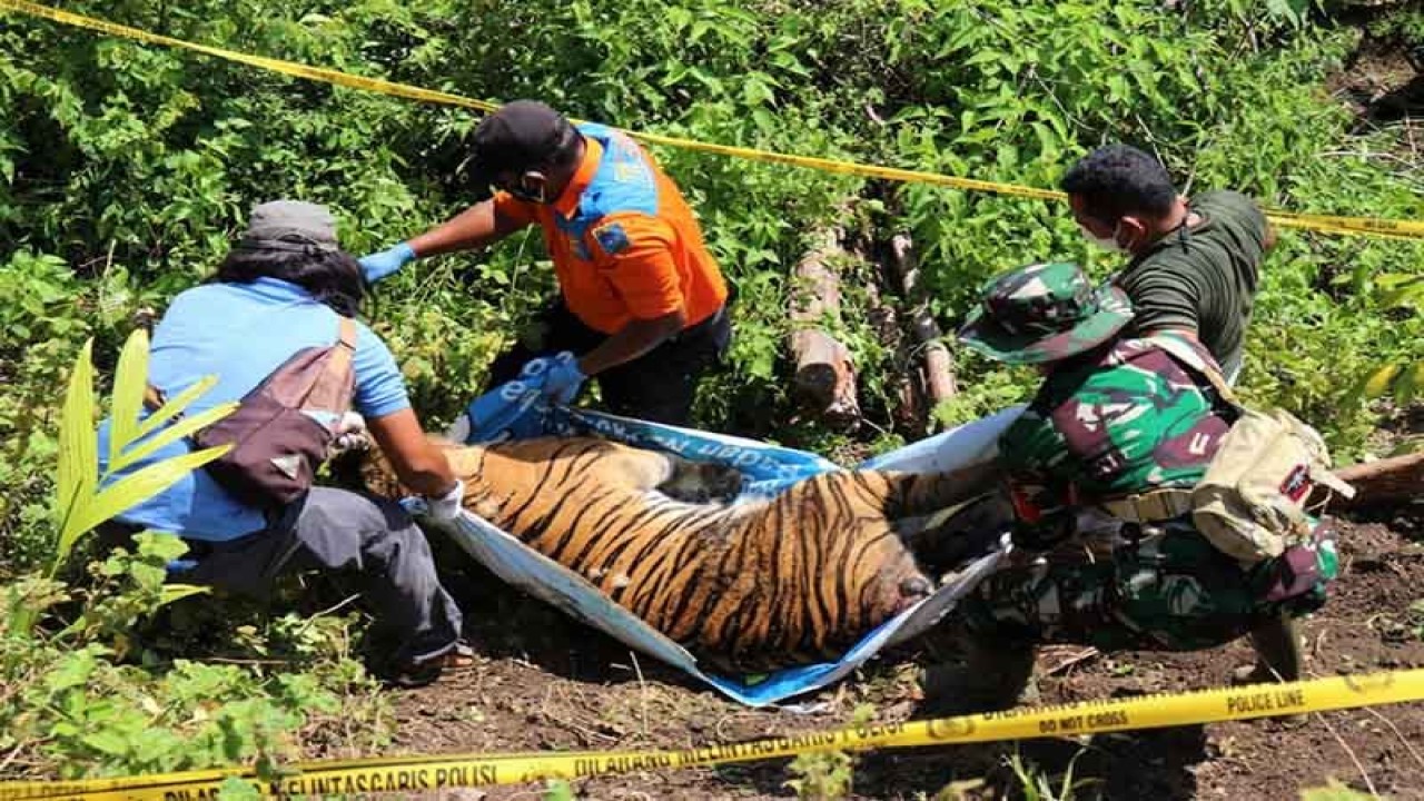 Tim BKSDA dibantu TNI, Polri, serta masyarakat mengevakuasi bangkai harimau yang ditemukan mati di Kabupaten Aceh Selatan. ANTARA/HO/Dok BKSDA Aceh