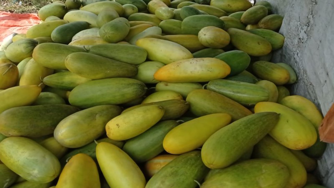 Petani Pandeglang pasok timun suri ke Tangerang untuk memenuhi permintaan pasar. ANTARA/Mansur
