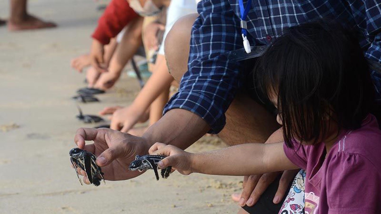 Pelepasan tukik di pantai, Kabupaten Aceh Besar. ANTARA FOTO/Amplesa