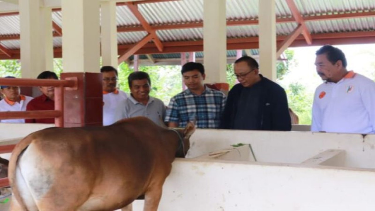 Rektor Unja saat memantau perkembangan sapi kurban di kandang ternak Fakultas Peternakan, Senin (20/3/2023). (ANTARA/HO-Unja)
