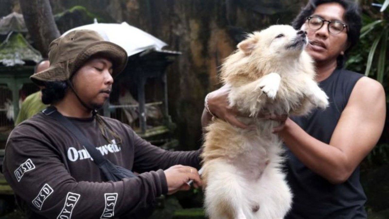 Petugas dari Dinas Pertanian Kota Denpasar menyuntikkan vaksin anti rabies pada seekor anjing saat program vaksinasi rabies gratis di Denpasar, Bali, Senin (6/3/2023). ANTARA FOTO/Nyoman Hendra Wibowo.
