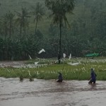 267 petani di Kota Bima terdampak banjir-1680427484